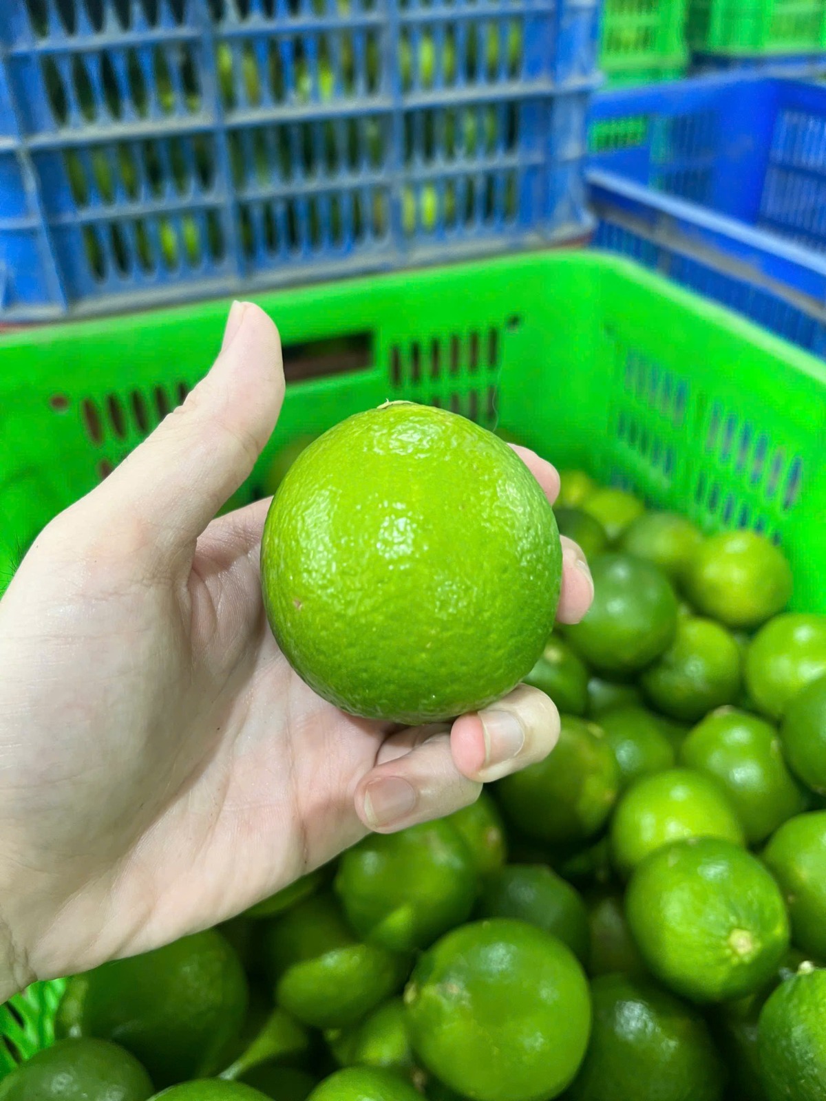 Chanh size lớn, nhiều nước